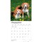BrownTrout; Beagles | 2027 12 x 24 Inch (Hanging) Monthly Square Wall Calendar | Plastic-Free; Category:Wall Calendars; Image:5